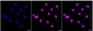 KD-Validated Anti-AGO3 Rabbit Monoclonal Antibody